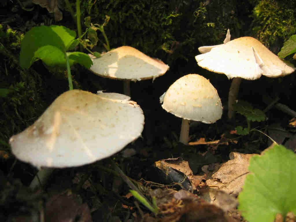 Psathyrella candolleana
